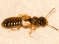 Oxytelus piceus